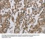 CASP3 Antibody