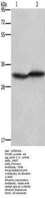 CASP3 Antibody