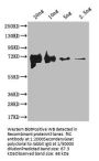 fliC Antibody