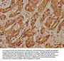 USP17L5 Antibody