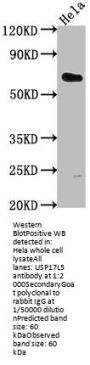 USP17L5 Antibody