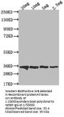 csn Antibody