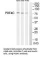 PDE4C Antibody
