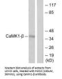 PNCK Antibody