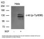 Phospho-KIT (Tyr936) Antibody