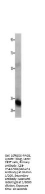 COL2A1 Antibody