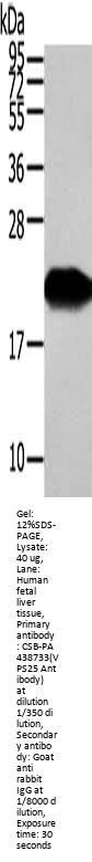VPS25 Antibody