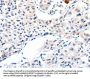 IGFBP7 Antibody