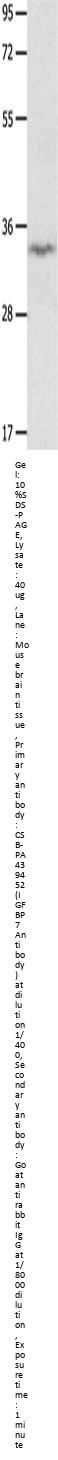 IGFBP7 Antibody