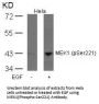 Phospho-MAP2K1 (Ser221) Antibody