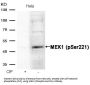 Phospho-MAP2K1 (Ser221) Antibody