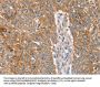 NOS2 Antibody