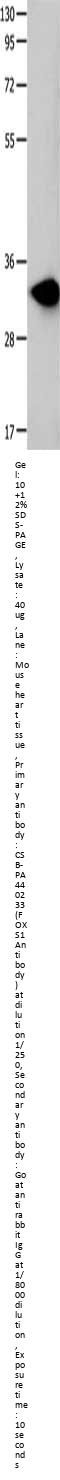 FOXS1 Antibody