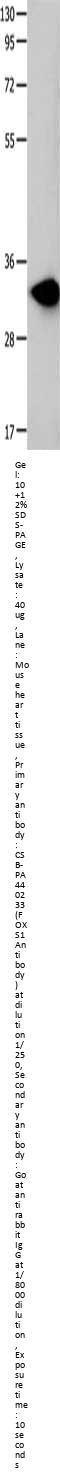 FOXS1 Antibody
