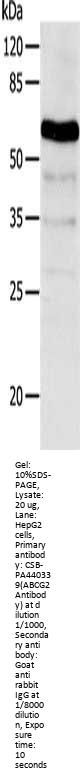 ABCG2 Antibody