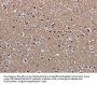 MECP2 Antibody