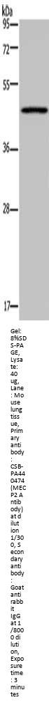 MECP2 Antibody