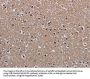 MECP2 Antibody
