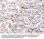 CDK7 Antibody
