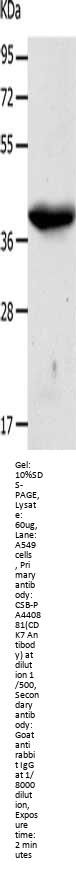 CDK7 Antibody
