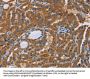 KRT13 Antibody
