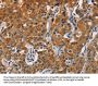 KRT13 Antibody