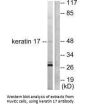 KRT17 Antibody