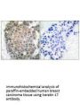 KRT17 Antibody