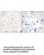 GATA3/GATA2 Antibody