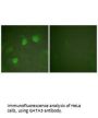GATA3/GATA2 Antibody