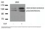 Phospho-HDAC4/HDAC5/HDAC9 (Ser246/259/220) Antibody