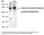 Phospho-HDAC4/HDAC5/HDAC9 (Ser246/259/220) Antibody