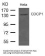 CDCP1 Antibody