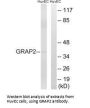 GRAP2 Antibody