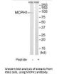 MCPH1 Antibody