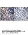 MCPH1 Antibody