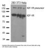 IGF1R (Ab-1280) Antibody