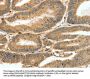 S100A4 Antibody