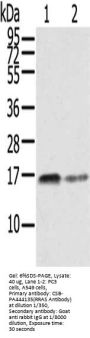 RRAS Antibody