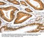 AIFM3 Antibody