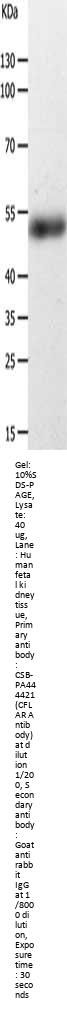 CFLAR Antibody