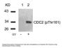Phospho-CDK1 (Thr161) Antibody