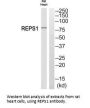 REPS1 Antibody