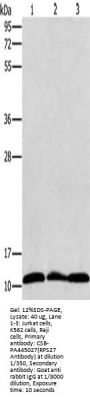 RPS27 Antibody