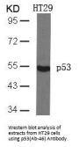 TP53 (Ab-46) Antibody