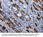 ACE2 Antibody