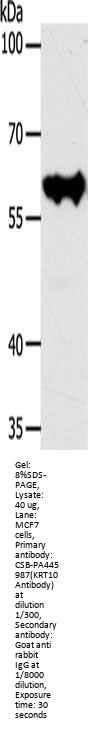 KRT10 Antibody