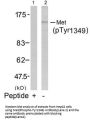 Phospho-MET (Tyr1349) Antibody