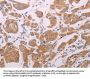 AGT Antibody
