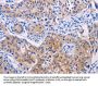AGT Antibody